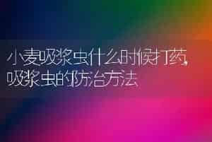 小麦吸浆虫什么时候打药,吸浆虫的防治方法