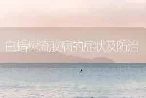 白蜡树流胶病的症状及防治