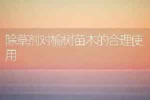 除草剂对榆树苗木的合理使用
