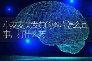 小麦麦尖发黄的图片怎么回事,打什么药