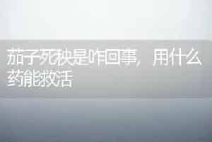 茄子死秧是咋回事,用什么药能救活