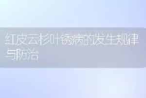 红皮云杉叶锈病的发生规律与防治