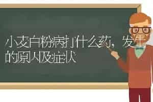 小麦白粉病打什么药,发生的原因及症状