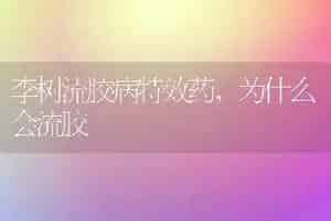 李树流胶病特效药,为什么会流胶