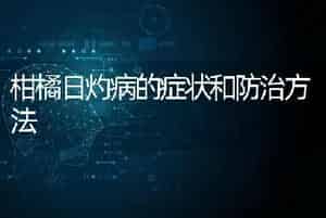 柑橘日灼病的症状和防治方法