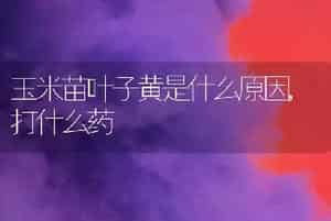 玉米苗叶子黄是什么原因,打什么药