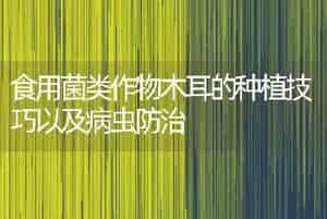 食用菌类作物木耳的种植技巧以及病虫防治