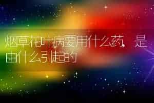 烟草花叶病要用什么药,是由什么引起的