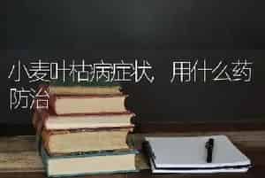 小麦叶枯病症状,用什么药防治