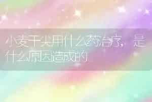 小麦干尖用什么药治疗,是什么原因造成的