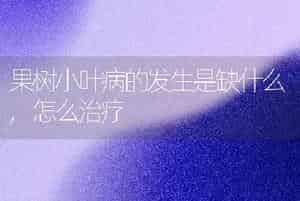 果树小叶病的发生是缺什么,怎么治疗