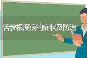 苦参根腐病的症状及防治