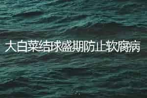 大白菜结球盛期防止软腐病