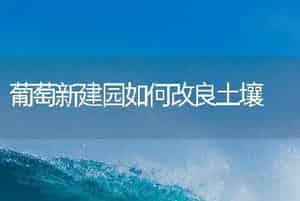 葡萄新建园如何改良土壤