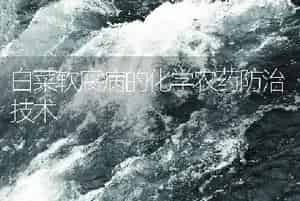 白菜软腐病的化学农药防治技术