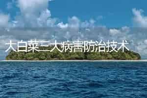 大白菜三大病害防治技术