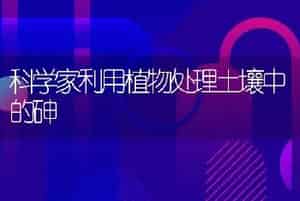 科学家利用植物处理土壤中的砷