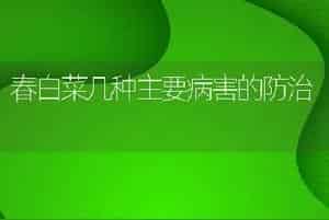 春白菜几种主要病害的防治