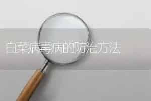 白菜病毒病的防治方法