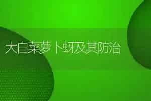 大白菜萝卜蚜及其防治