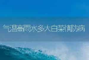 气温高雨水多大白菜慎防病