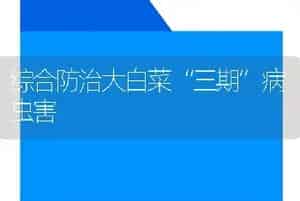 综合防治大白菜“三期”病虫害