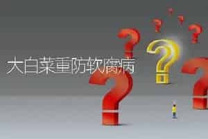 大白菜重防软腐病