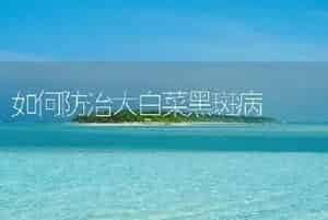 如何防治大白菜黑斑病