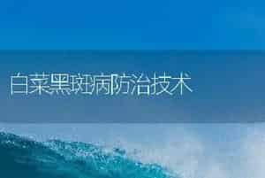 白菜黑斑病防治技术