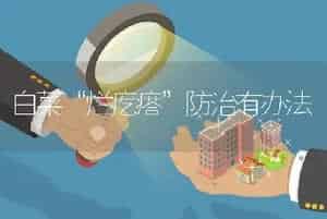 白菜“烂疙瘩”防治有办法
