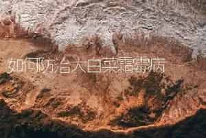 如何防治大白菜霜霉病