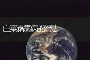 白菜霜霉病的治法