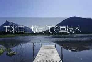 玉米田土壤封闭除草技术