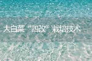 大白菜“四改”栽培技术