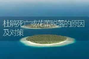 菜心小白菜主要病害及其防治