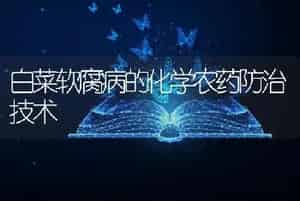 白菜软腐病的化学农药防治技术
