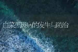 白菜黑斑病的发生与防治