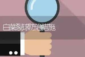 白菜裂球防治措施