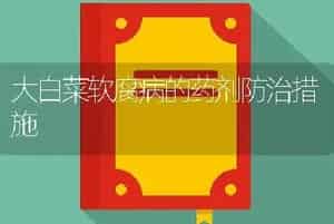 大白菜软腐病的药剂防治措施