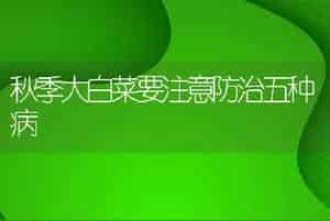 秋季大白菜要注意防治五种病