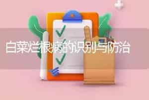 白菜烂根病的识别与防治