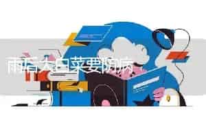 雨后大白菜要防病