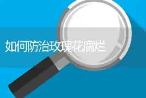 如何防治玫瑰花腐烂