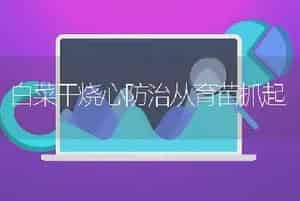 白菜干烧心防治从育苗抓起