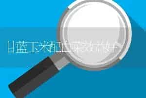 甘蓝玉米配白菜效益好