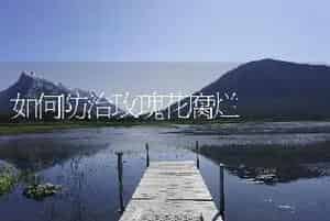 如何防治玫瑰花腐烂
