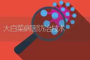 大白菜病害防治技术