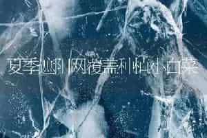 夏季遮阳网覆盖种植小白菜