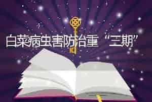 白菜病虫害防治重“三期”