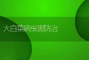 大白菜病虫害防治